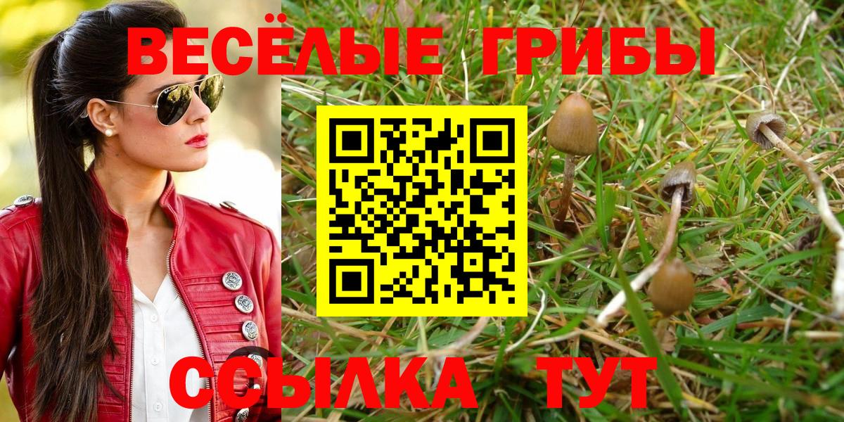 Галлюциногенные грибы Cubensis  купить   Свободный  Вход с VPN  Псилоцибиновые грибы GOLDEN TEACHER 
